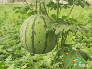 萧山吃瓜事件最新进展视频,真相大白，疑云散去