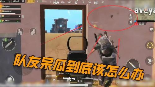 吃鸡呆瓜下场视频大全最新,笑料百出，欢乐无限