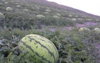 吃瓜打石头视频在线观看