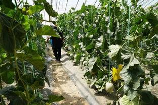 沙河公园吃瓜视频,夏日街头美食盛宴