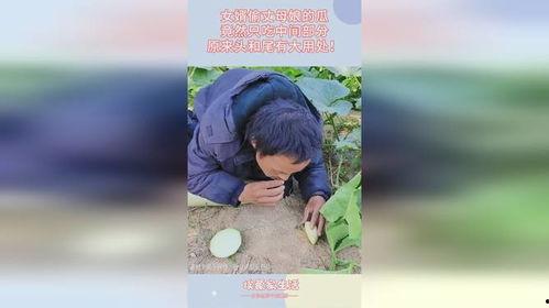 逆天丈母娘和女婿吃瓜视频,一场爆笑的家庭“战争”