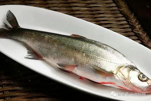 鲁班鱼吃瓜视频