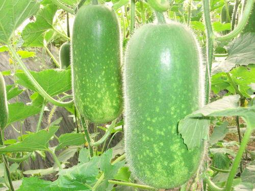 侯哥吃哈密瓜视频大全,视频大全带你领略甜蜜滋味