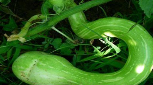 印度人喜欢吃蛇瓜吗视频