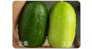 眉山吃瓜视频,揭秘当地特色美食背后的故事