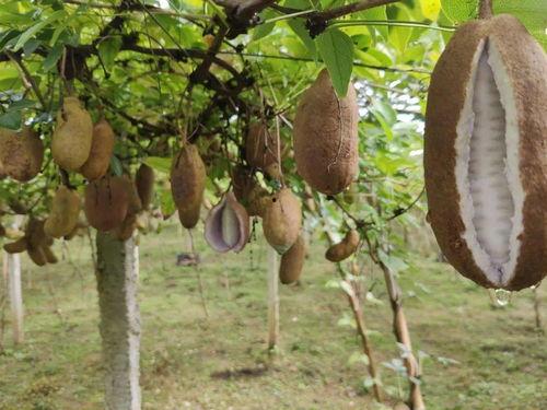 八月瓜怎样吃才好吃视频