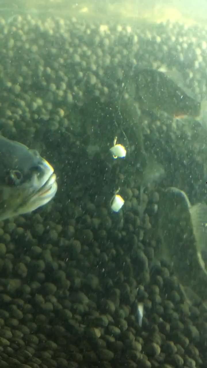 买鱼吃瓜的视频在线观看,买鱼吃瓜，揭秘视频背后的趣味生活