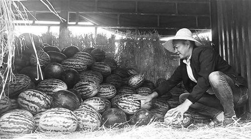 威县吃瓜群众事件视频,一场网络舆论的风暴与反思