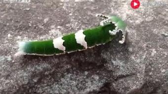 保护动物吃瓜视频大全,趣味视频大全