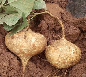 土瓜能不能加热吃呢视频,美味与健康的完美结合