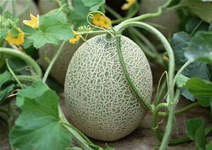 萍姐吃哈密瓜视频大全集,视频大全集精彩回顾