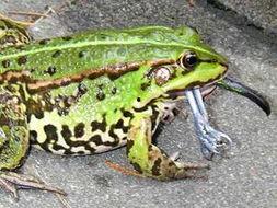 雪山青蛙吃瓜视频,揭秘高原小生灵的趣味生活