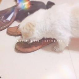 和狗一起吃瓜视频,与萌宠共享夏日清凉瓜果盛宴