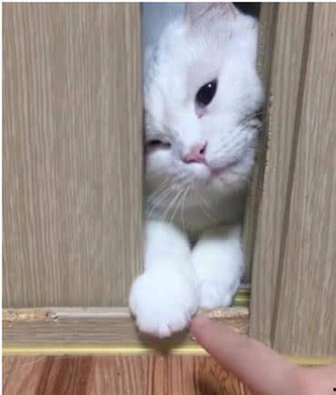 猫咪可以吃背背瓜吗视频,揭秘背背瓜的食用奥秘