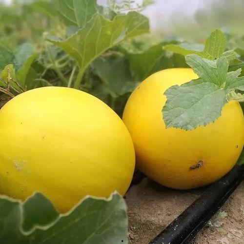 董老师吃蜜瓜的故事视频