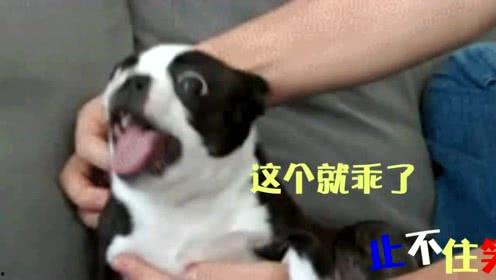 吃瓜狗搞笑视频大全免费观看,笑翻天！吃瓜狗搞笑视频大全免费畅享