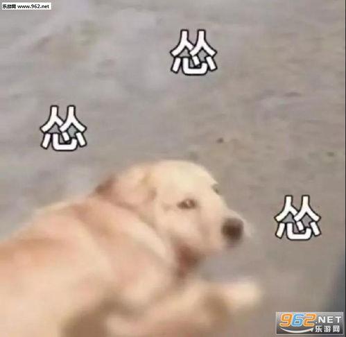 狗狗吃瓜表情视频下载安装,萌宠欢乐瞬间捕捉