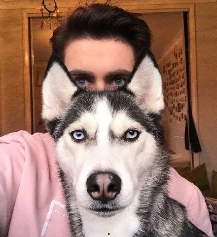 二哈吃瓜中毒视频