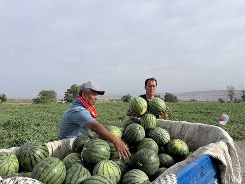 雄东安置区吃瓜视频,揭秘社区生活点滴