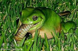 两青蛙吃瓜视频,一场别开生面的夏日美食秀