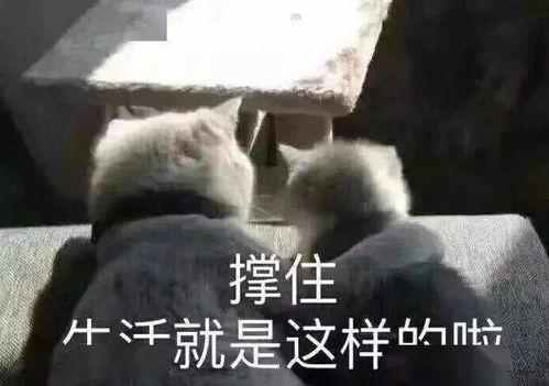 搞笑朋友圈吃瓜视频,笑料百出，笑翻你的周末时光
