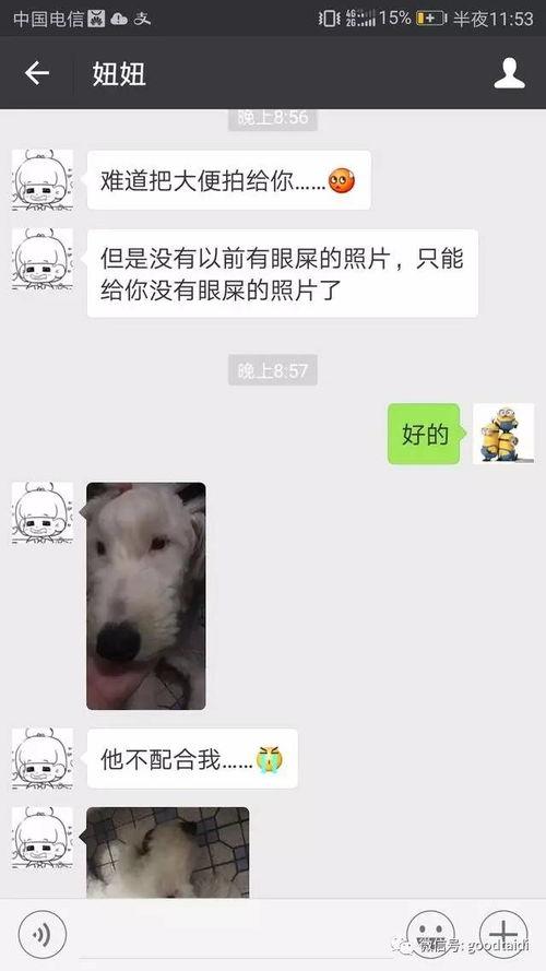 吃瓜狗原视频,一场网络爆红的背后故事