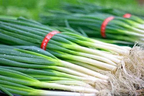 泰国人吃蛇瓜视频大全集,视频大全集带你领略异国风味