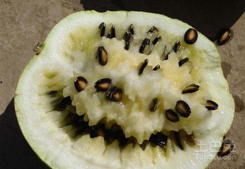 甘肃吃籽瓜视频,吃籽瓜的趣味体验，解锁夏日清凉新方式