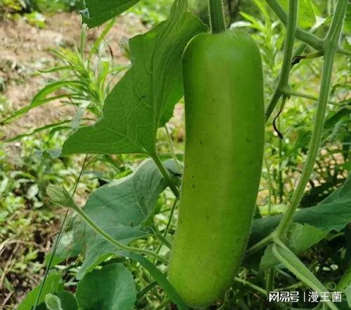 瓠子瓜块怎么吃才好吃视频,视频教你轻松烹饪佳肴