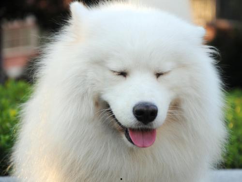 萨摩耶可以吃佛手瓜吗视频,佛手瓜的适宜性探讨