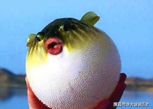 河豚吃哈密瓜好吗视频,一场跨界美食之旅