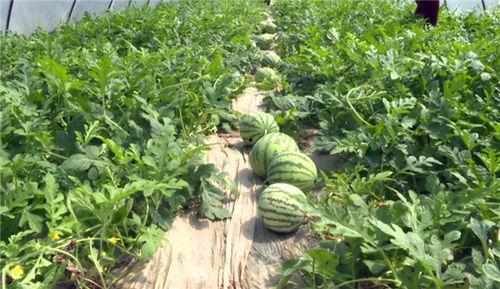 阜阳吃瓜事件视频最新,一场引发全民热议的网络风波