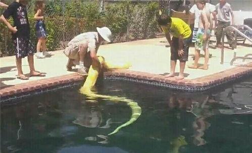 吃瓜群众游泳是真的吗视频,一场网络热议背后的真相