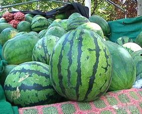 吃瓜怎么留种子视频,一招教你轻松留种