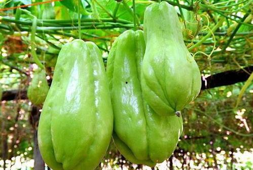 胖大哥吃佛手瓜视频大全,视频大全回顾