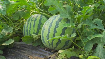 翰府吃瓜视频,揭秘娱乐圈幕后故事