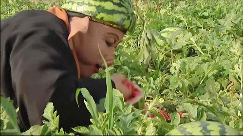 韶关毛师傅吃瓜事件视频,一场引发网友热议的“瓜农”奇遇