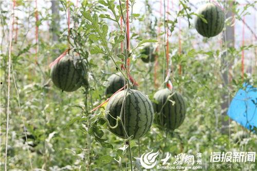 江门荷塘吃瓜事件视频,一场引发热议的乡村冲突瞬间