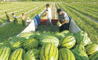 山工园吃瓜视频大全集