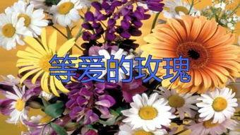 等爱的玫瑰吃瓜视频,揭秘吃瓜视频背后的情感纠葛