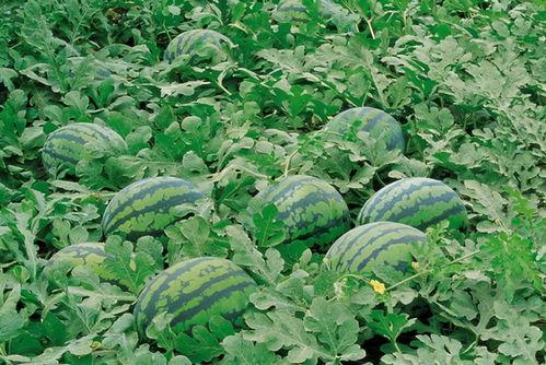 潢川农村吃瓜视频,欢乐时光，瓜香四溢