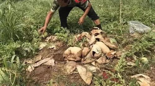 下安村吃瓜最新事件视频,揭秘背后惊人真相