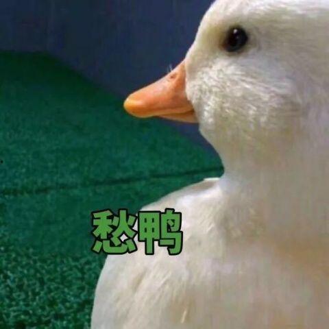 爆料吃瓜鸭鸭视频下载,热门爆料背后的下载攻略