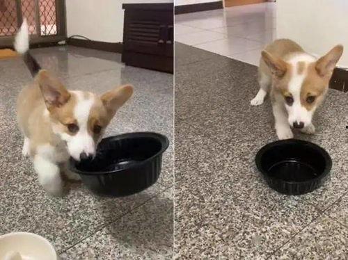 柯基吃贝贝瓜好吗视频