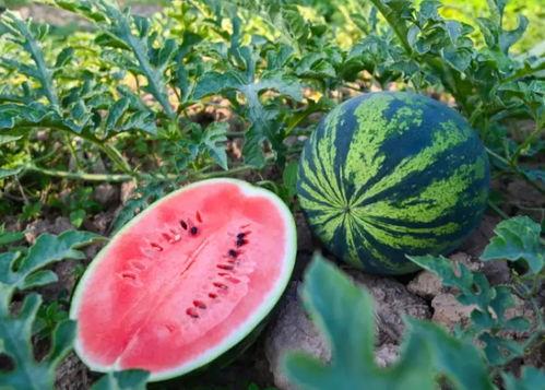 夏天怎么吃瓜视频