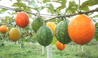 吊瓜能不能晒干吃呢视频,揭秘传统美食新吃法