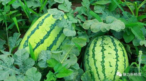 临夏康乐吃瓜视频,临夏美食之旅的甜蜜邂逅