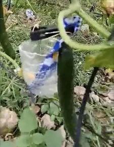 韩城三星村吃瓜事件视频,一场引发热议的乡村奇观