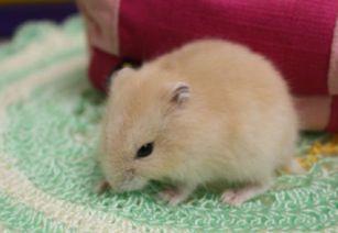 仓鼠可以吃网格瓜吗视频,网格瓜的适宜性探讨