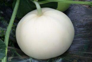 梨瓜怎么吃才香甜视频讲解,视频揭秘美味秘诀